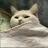 gn_wht