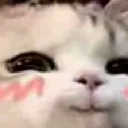 Smugkitty Discord Emoji