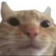 catStare