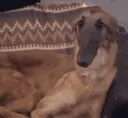bigsnoopa bigsnoopa