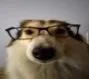goofyahhdog
