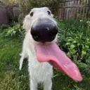 BLAAAH BLAAAH