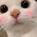 blushingcat