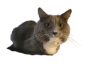 gunnerloaf gunnerloaf