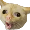 cat Discord Emoji