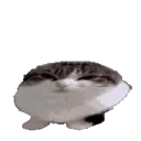 wawaCatFast