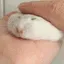 hampterpet