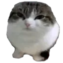 wawacat