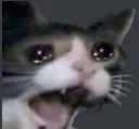 catscrem catscrem
