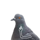6_Pigeon2