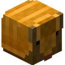 armadillo