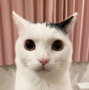 notwow Discord emoji