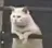 Cat1 cat1 Discord Emoji