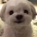 dogsmile