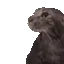 GatoStare
