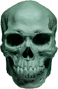 skull