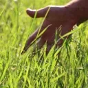 grass