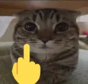 Somebodymadethiscatmad