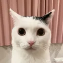 Cat Stare cat_stare Discord Emoji