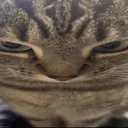 cat_stare2 Discord Emoji