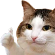 catthumb