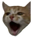 Catpog catpog Discord Emoji