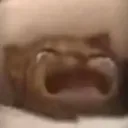 Crycat crycat Discord Emoji