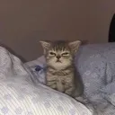 Catangy catangy Discord Emoji