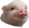 piglaptop Discord emoji