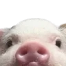 pigepeek Discord emoji