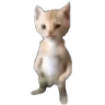 Wutcat wutcat Discord Emoji