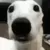 Dogshiver