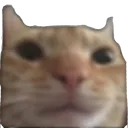catStare