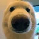 Hooey