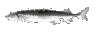 joelSpeed