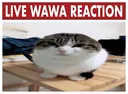 LIVE_WAWA_REACTION