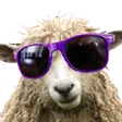 coolSheep coolSheep