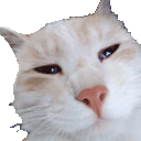 rcat_what Discord Emoji