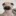 Dogcarl