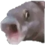 lol_FISH