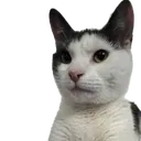 GatoW1