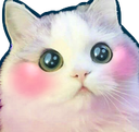 CAT Discord emoji