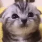 kittymhm