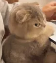 catmad