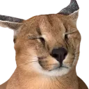 Sleepy_Floppa