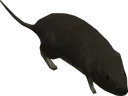 halorat