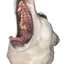 FloofScrem Discord emoji