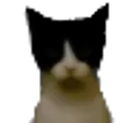 catstare