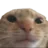 XZ_gatocalvo