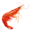 shrimpyboi